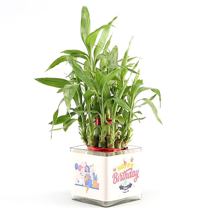 Two Layer Lucky Bamboo In Happy Birthday Glass Vase
