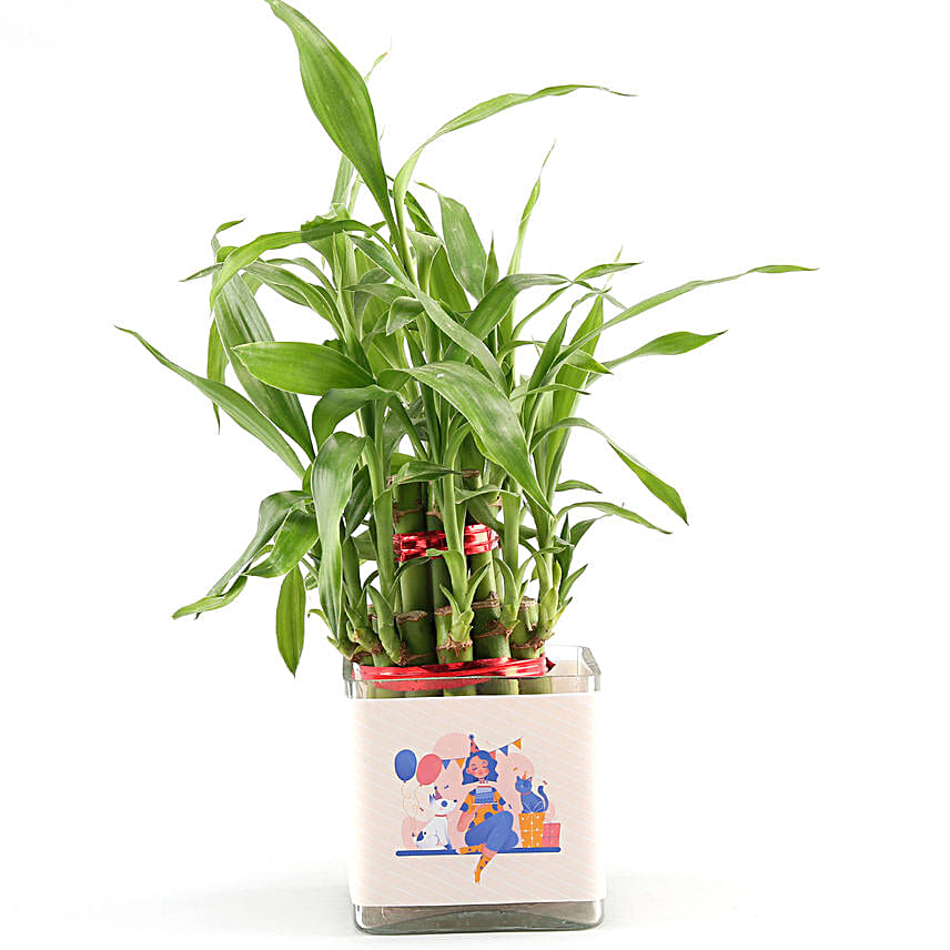 Two Layer Lucky Bamboo In Happy Birthday Glass Vase