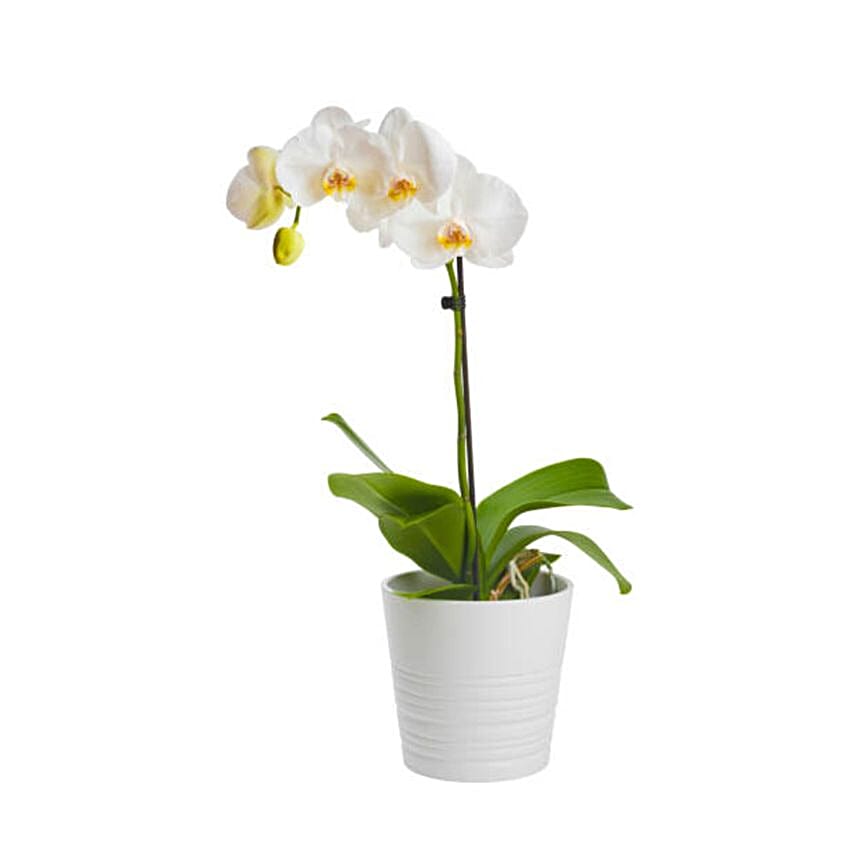 White Orchids Plant Pot