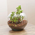 Fantastic Jade Terrarium