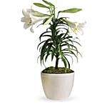 Easter Lily Plant Pot