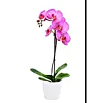 Refreshing Purple Orchid Plant Pot