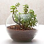 Fantastic Jade Terrarium