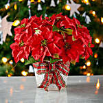 Joyful Christmas Special Poinsettia Plant