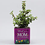 Jade Plant In Thank You Mom Square Glass Vase