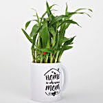 Lucky Bamboo Plant For Mother