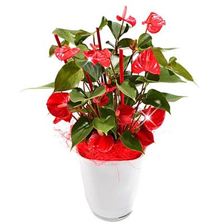 Anthurium Plant in Pot:Send Corporate Gifts to Germany