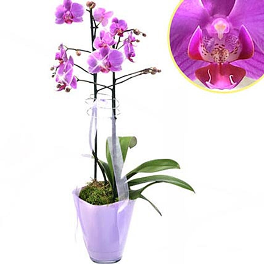 Graceful Orchid Plant