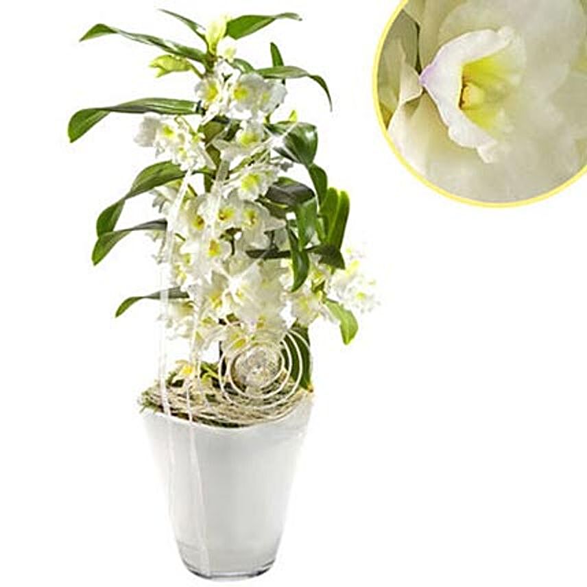 Spotless White Orchid