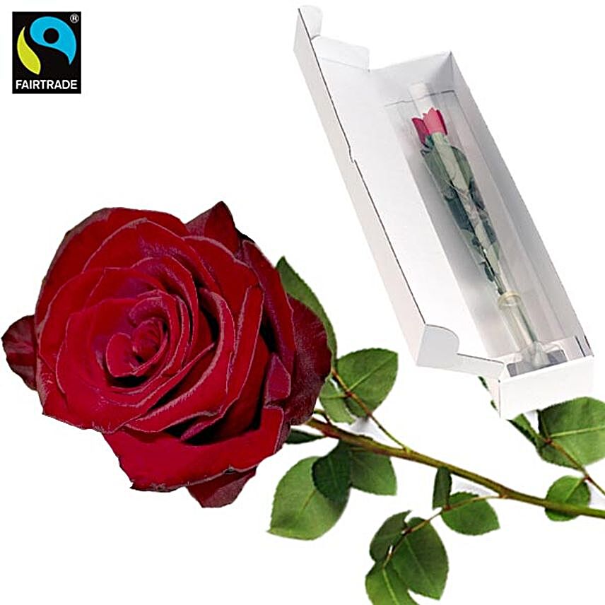 Red Long Stemmed Fairtrade Rose:Anniversary Gifts to Germany
