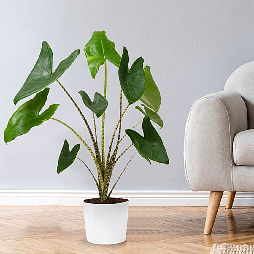 Arrow Leaf Alocasia Zeberina Plant Pot