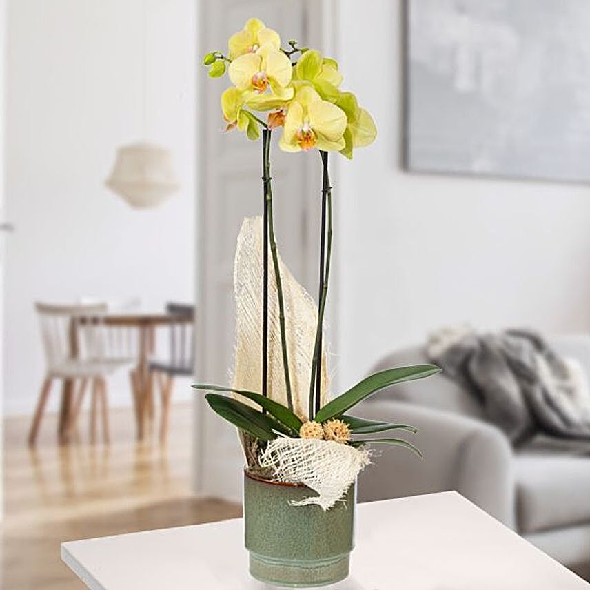 Yellow Orchids In Green Pot