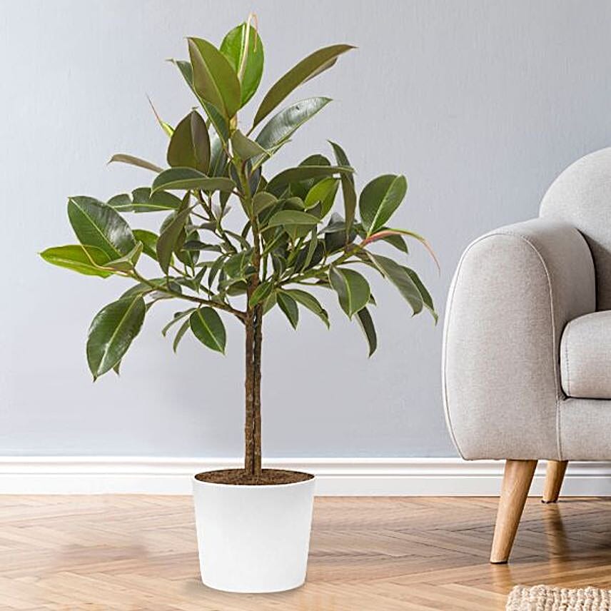 Ficus Elastica Plant Pot