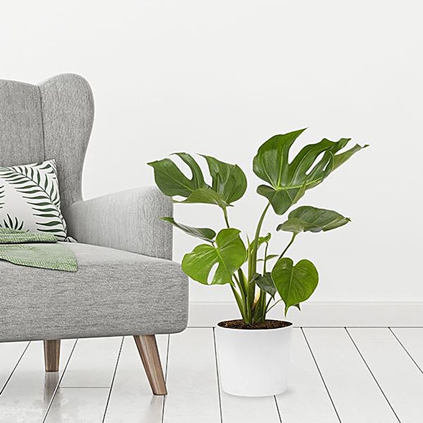 Monstera Plant Pot:Plant Delivery in Germany