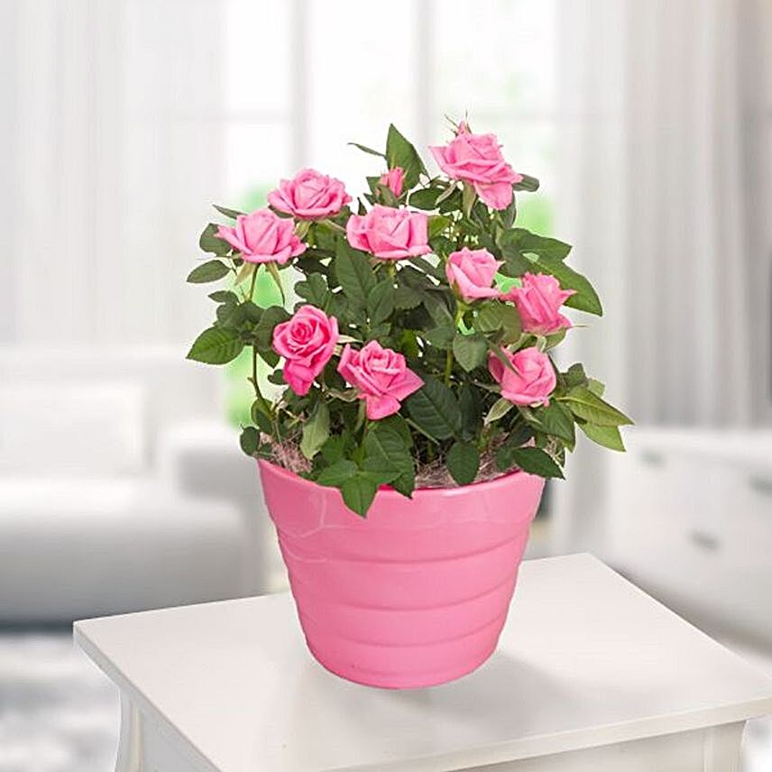 Pink Rose In A Pot With Ferrero Raffaello:Women's Day Gift Delivery in Germany