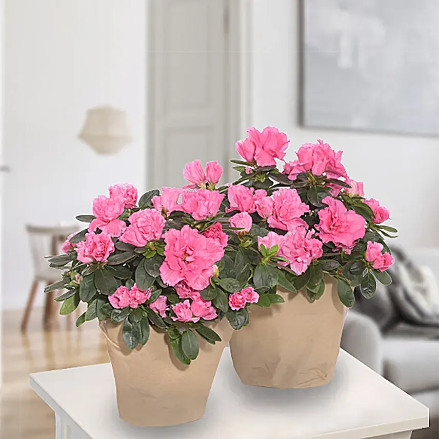 Azalea Duo Pot Flower Plant