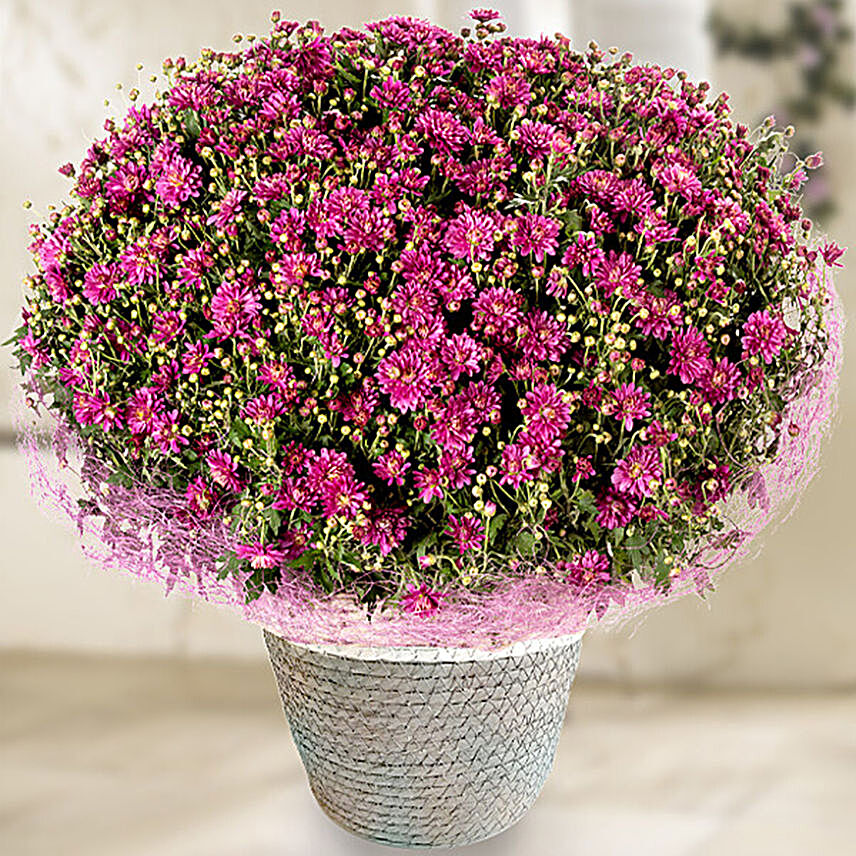 Pink Chrysanthemums Basket