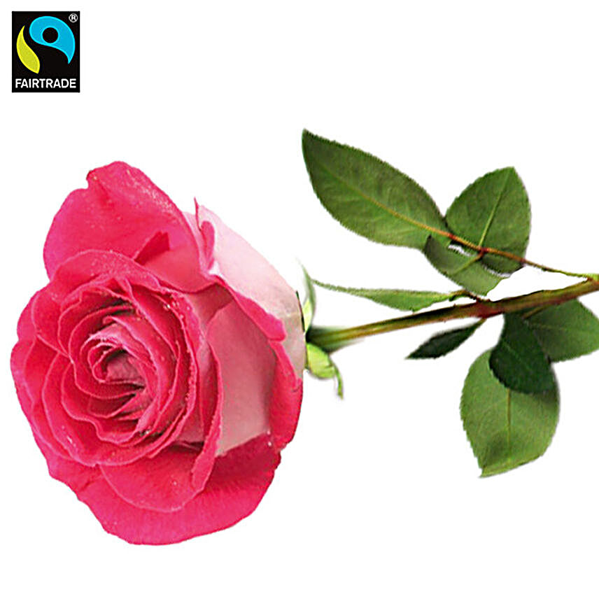 Pink Long Stemmed Fairtrade Rose