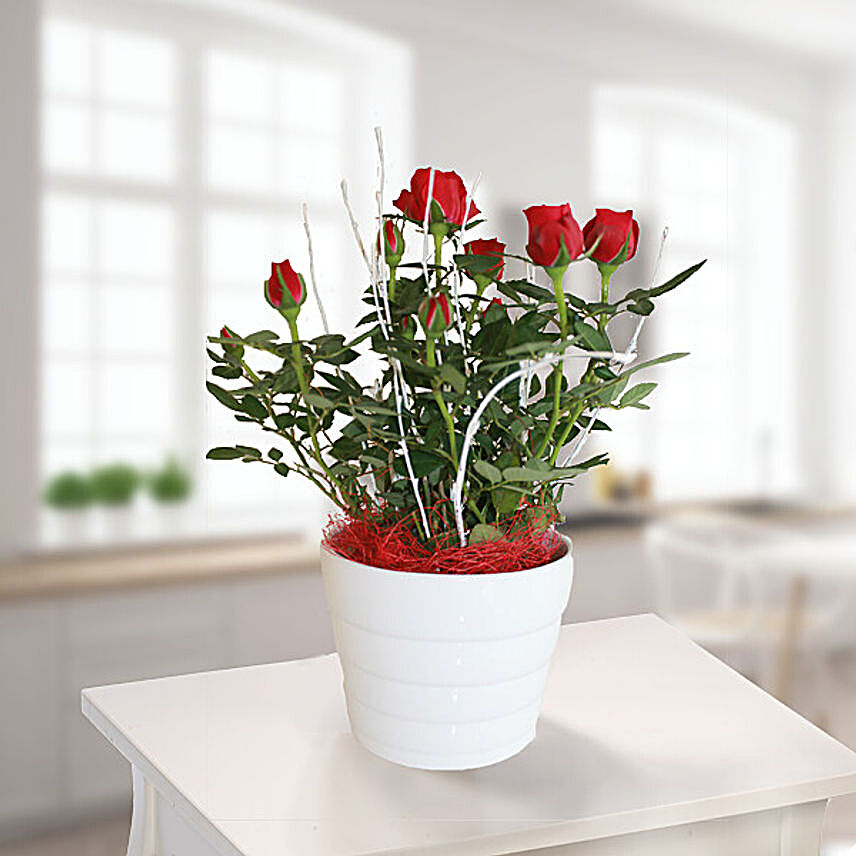 Red Rose White Pot