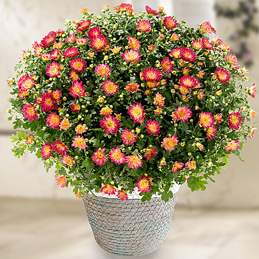 Red Chrysanthemums Basket