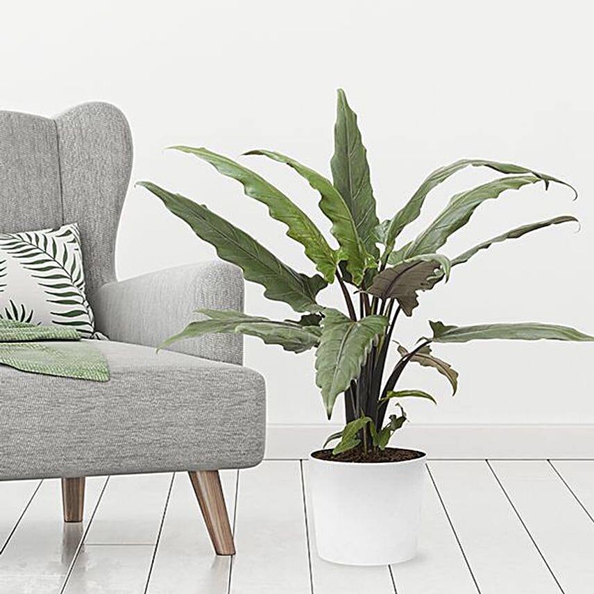 Arrow Leaf Alocasia Lauterbachiana Plant Pot
