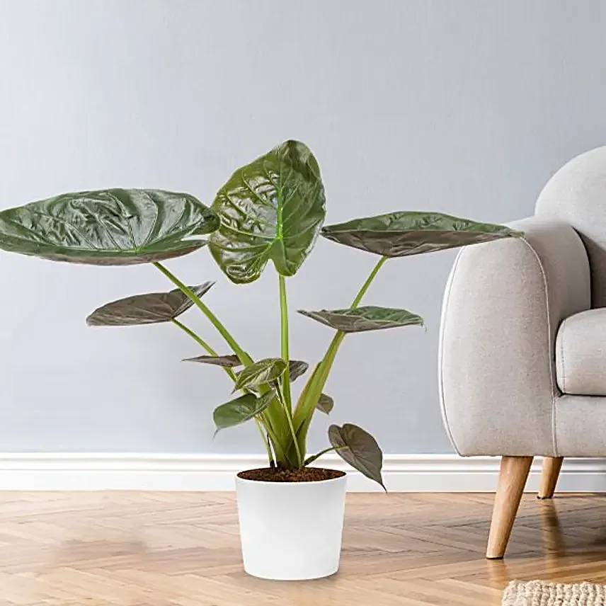 Arrow Leaf Plant Pot