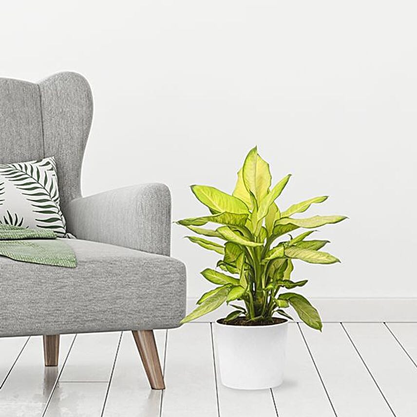 Dieffenbachia Plant Pot