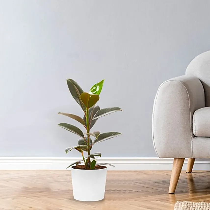 Gum Tree Pot