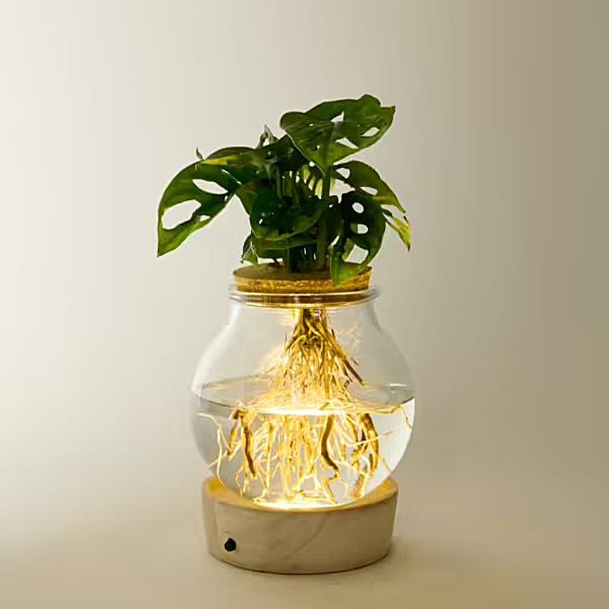 Monstera Glow