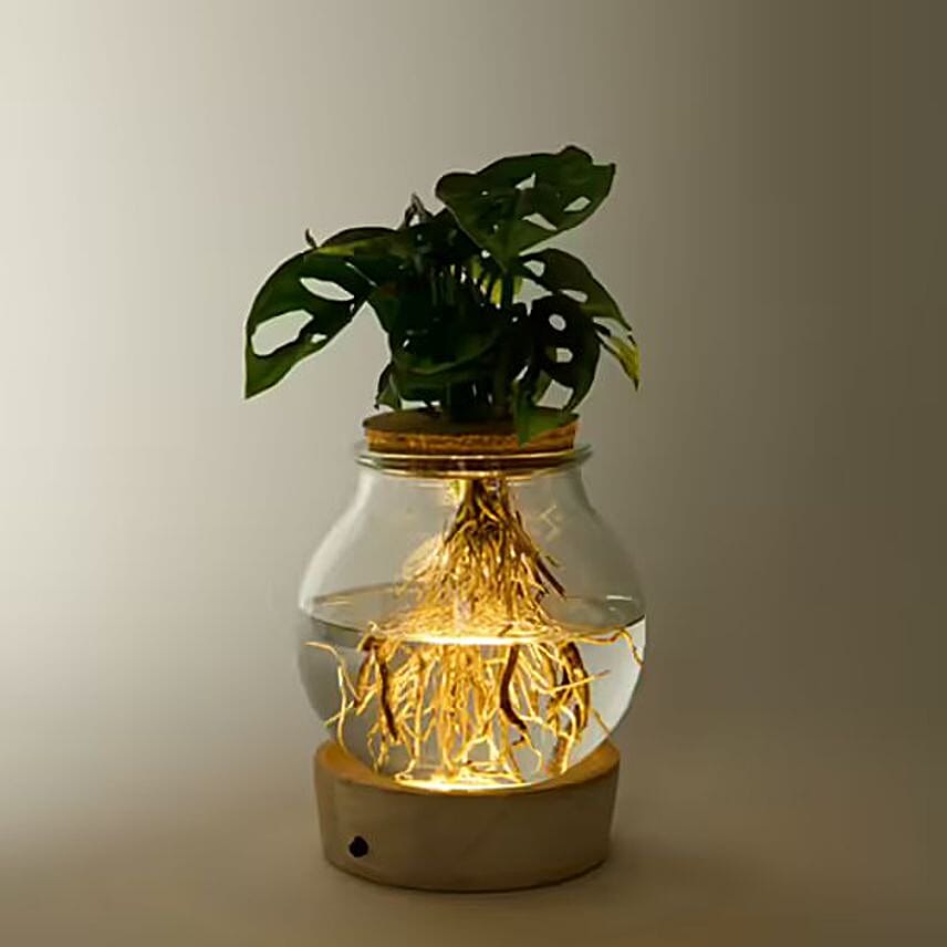 Monstera Glow