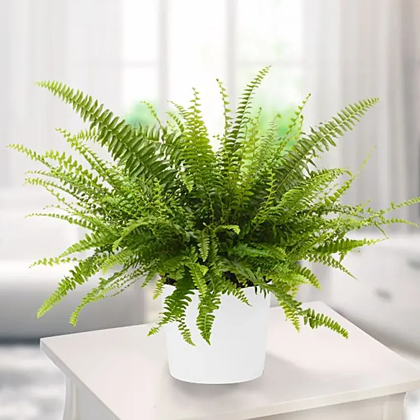 Nephrolepis Exaltata Plant Pot