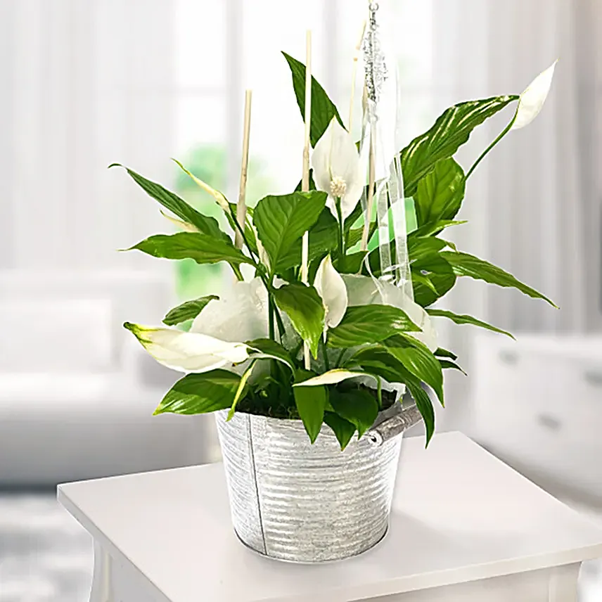 Peace Lily Plant Decorative Pot