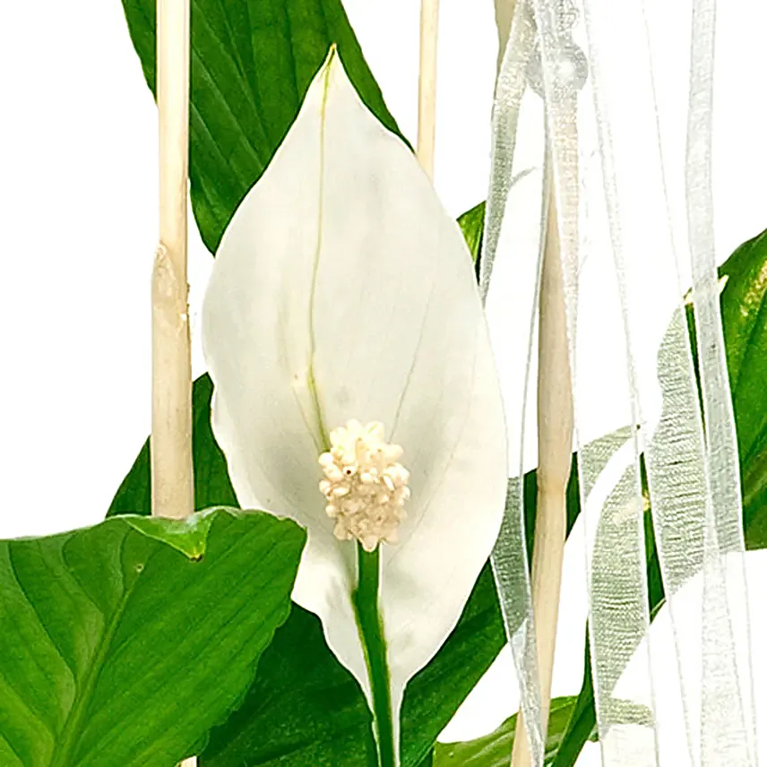 Peace Lily Plant Decorative Pot