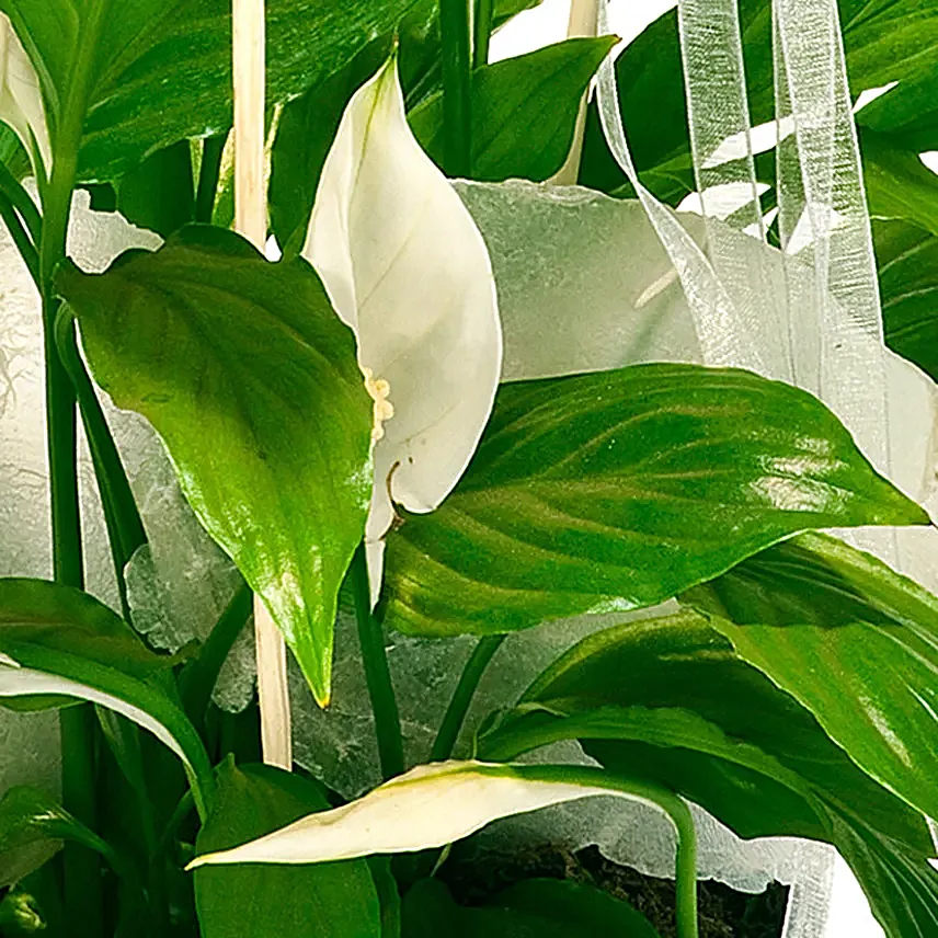 Peace Lily Plant Decorative Pot