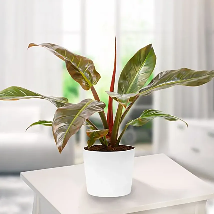 Philodendron Imperial Red Plant Pot