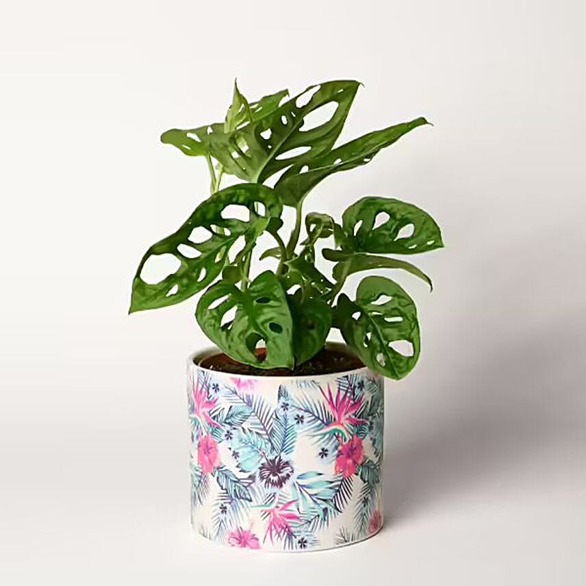 Pot of Paradise