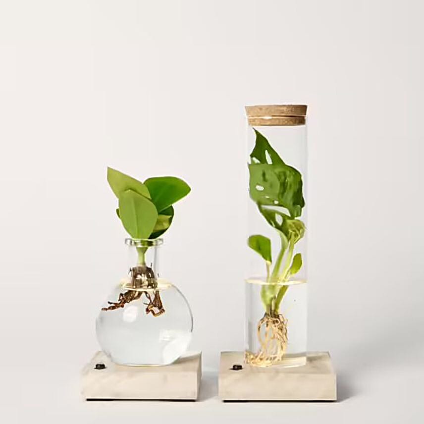 Set of 2 Water Plants with LED lights