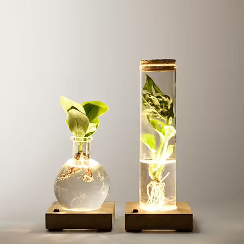 Set of 2 Water Plants with LED lights