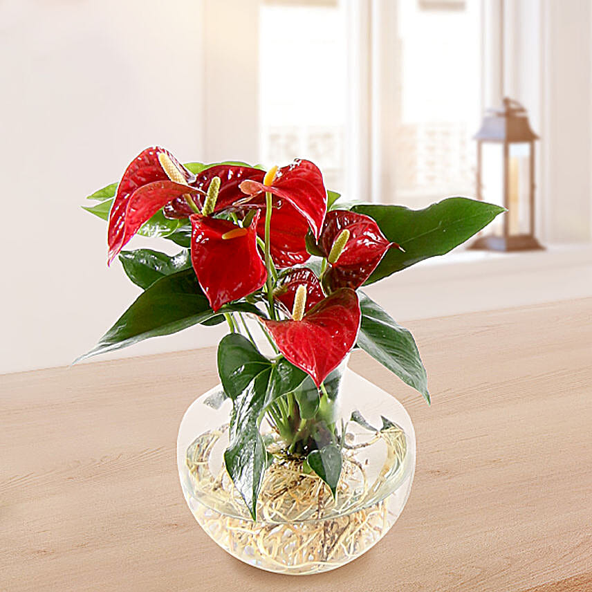 Water Plant Anthuria Red