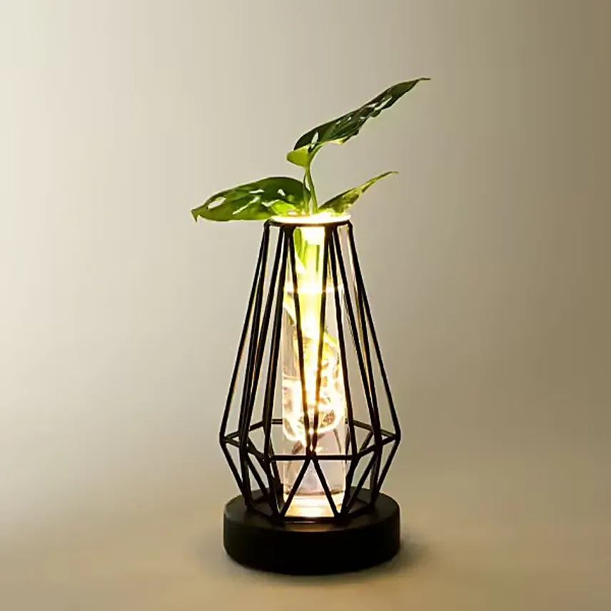 Water Plant Monstera in metal vessel