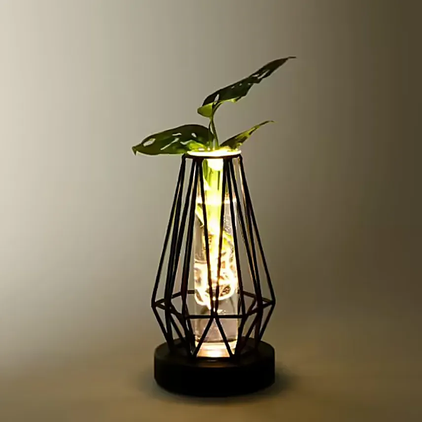 Water Plant Monstera in metal vessel