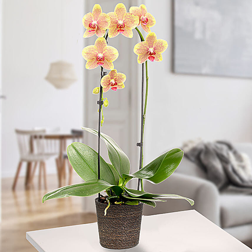 Yellow Orchid In A Sea Grass Basket