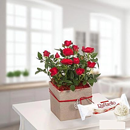 Red Rose In A Pot With Ferrero Raffaello