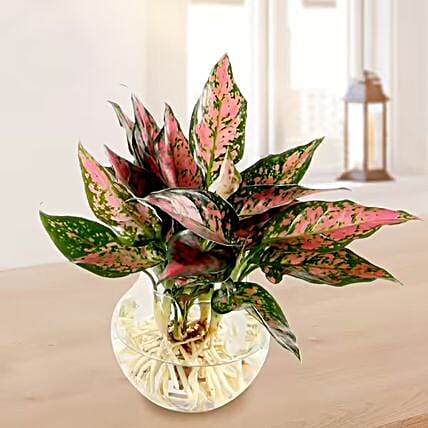 Plants Delivery in Germany | Send Plants to Germany - FNP