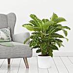 Calathea Zebrina Plant Pot