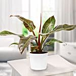 Philodendron Imperial Red Plant Pot