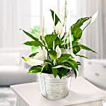 Peace Lily Plant Decorative Pot