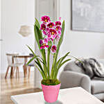 Pink Orchid Plant Decorative Pot
