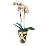 White Orchid Decorative Pot