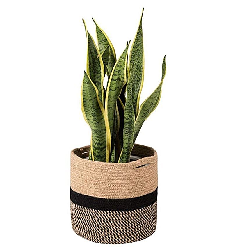 Beautiful Dracaena Plant Hand Woven Basket